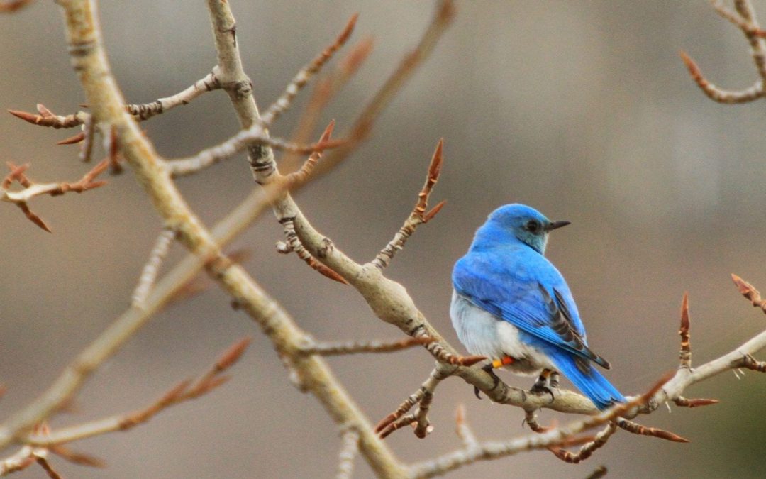 Let’s Make Calgary Bird-Safe