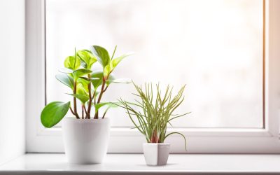 Will Window Film Harm My Plants?